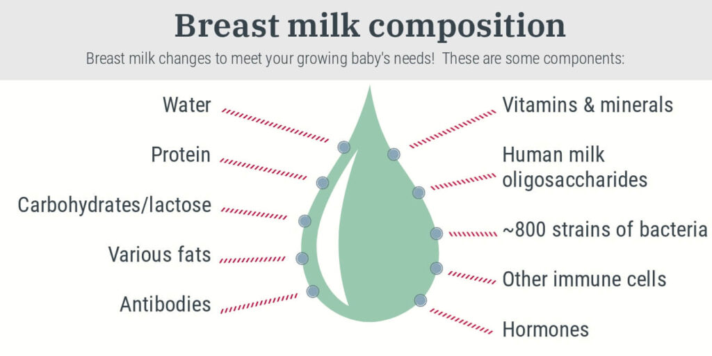 Nutritional Components Of Breast Milk